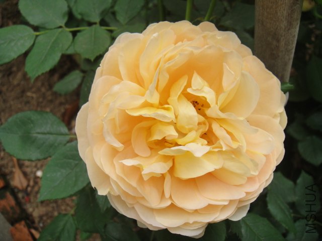 DSC01490.JPG