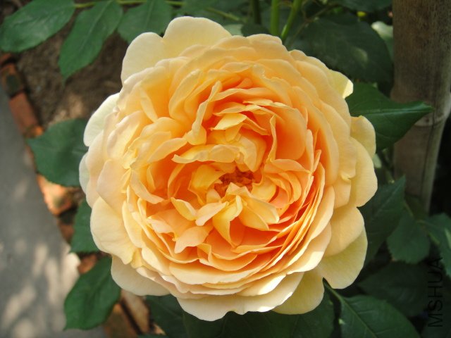 DSC01478.JPG