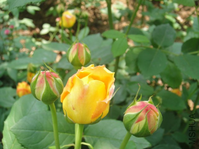 DSC01479.JPG