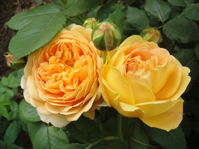 DSC01491.JPG