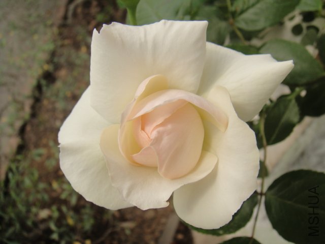 DSC01483.JPG