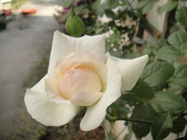 DSC01484.JPG