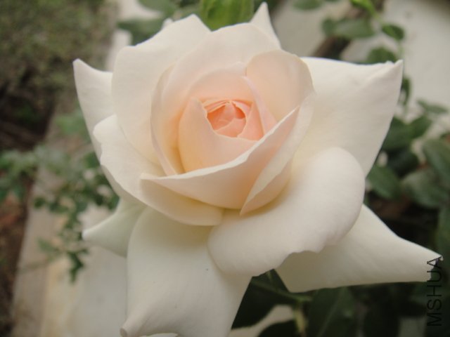 DSC01495.JPG