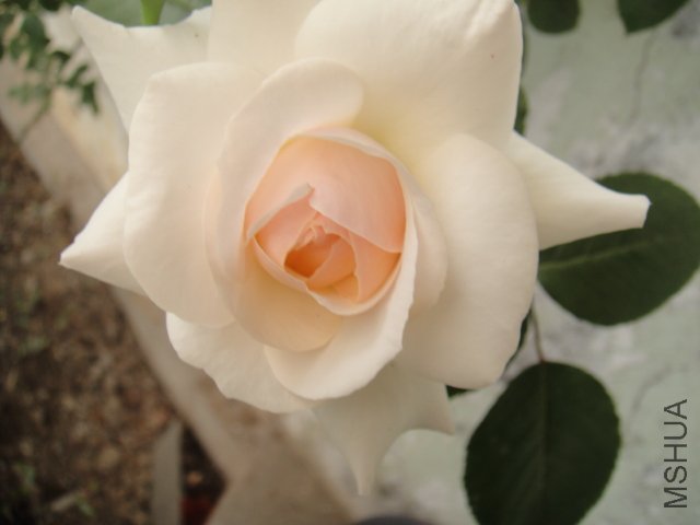 DSC01494.JPG