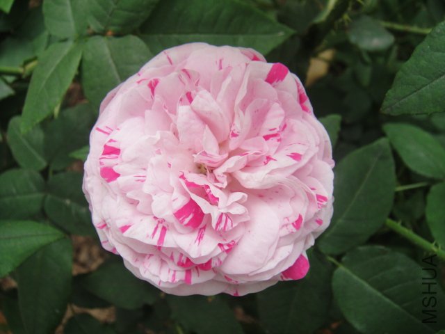 DSC01493.JPG