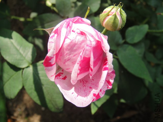 DSC01482.JPG