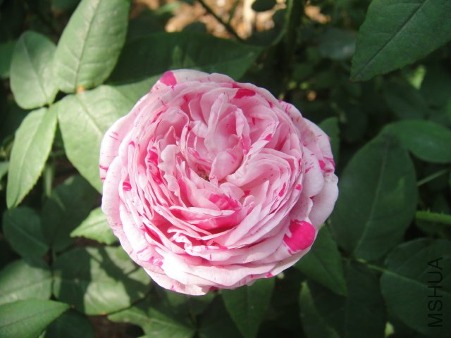 DSC01481.JPG
