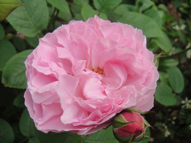 DSC01488.JPG
