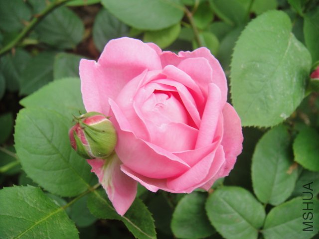 DSC01489.JPG