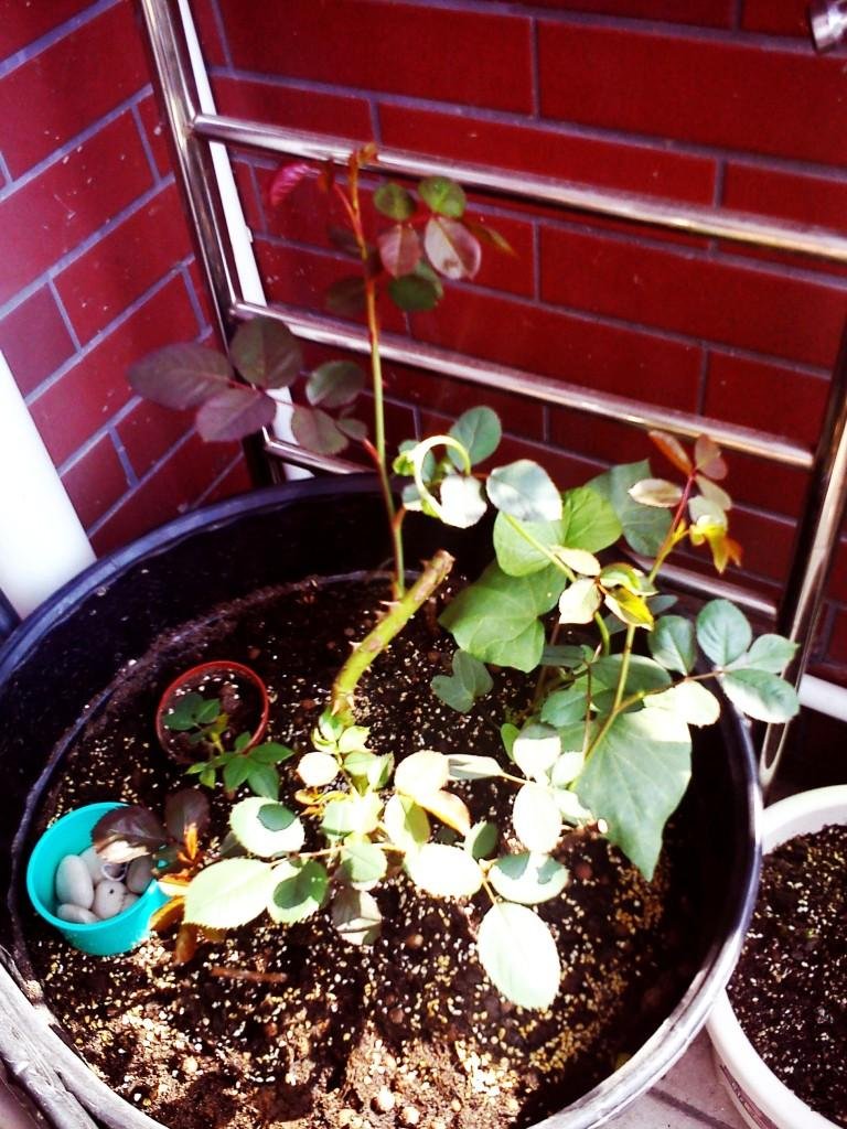 C360_2011-04-25 08-44-08.jpg