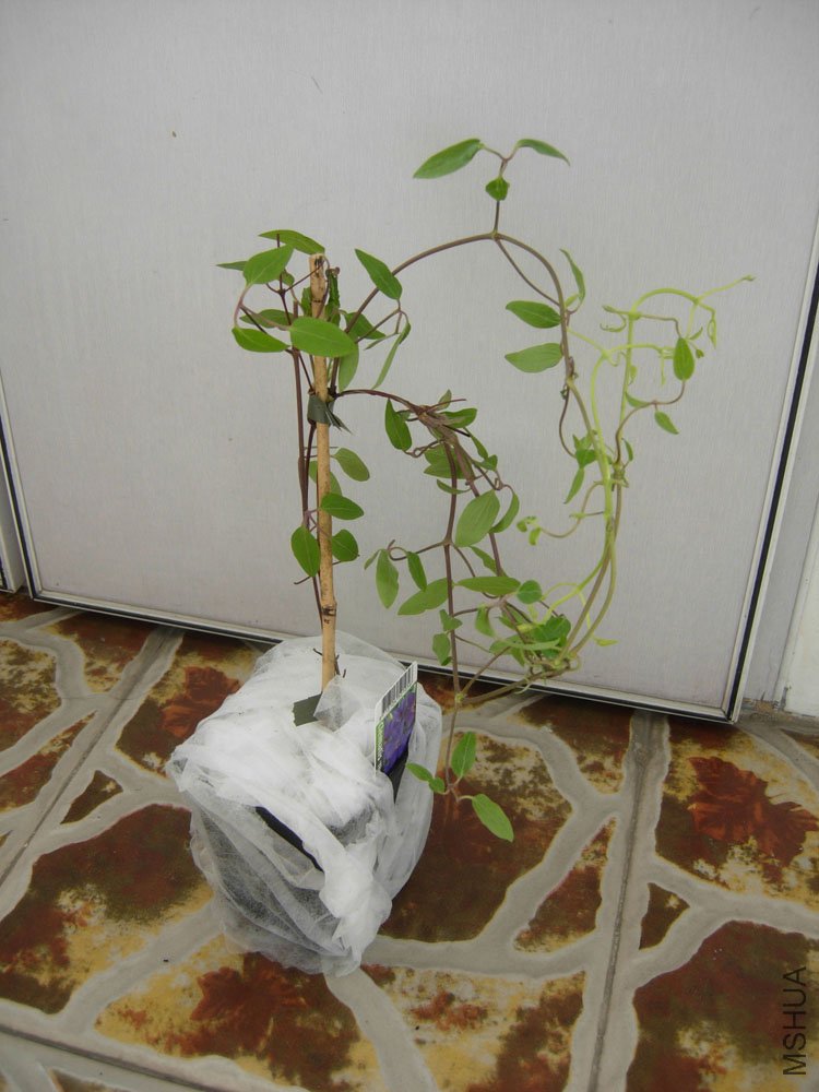 DSCN9258.jpg