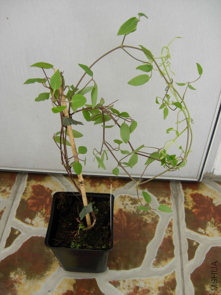 DSCN9262.jpg