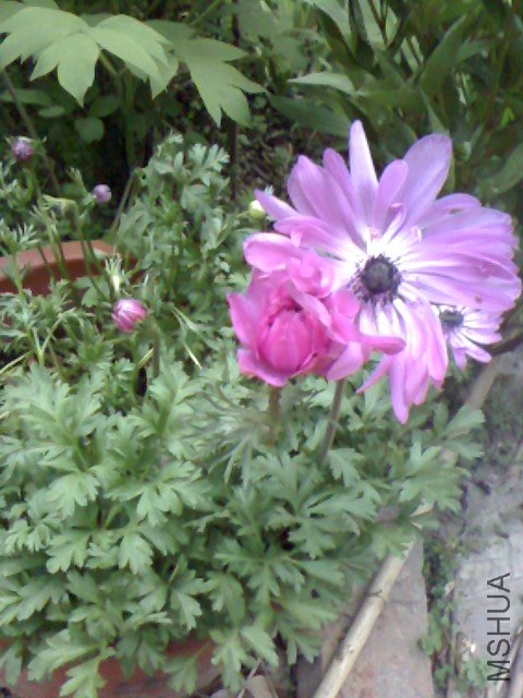 IMG0413063500.jpg