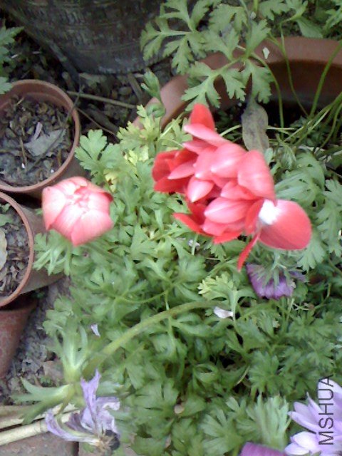IMG0424173201.jpg