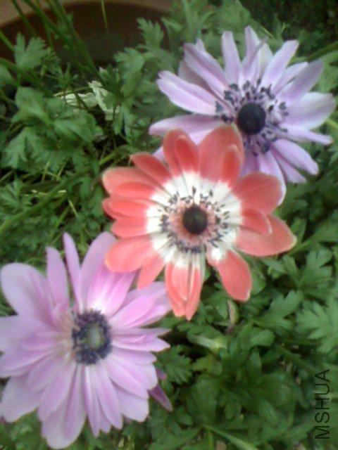IMG0420181200.jpg