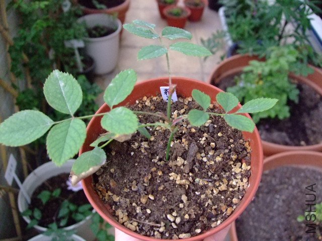 DSCF0300.JPG