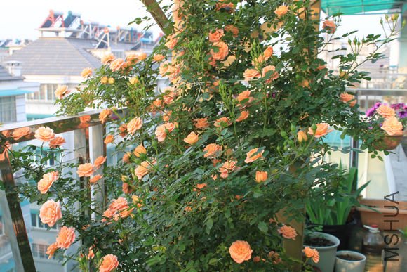 ��Ƭ 026.jpg