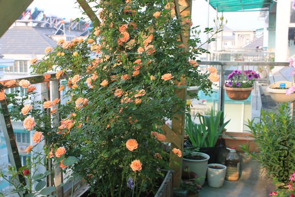 ��Ƭ 027.jpg