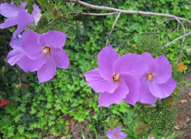 Alyogyne huegelii.jpg