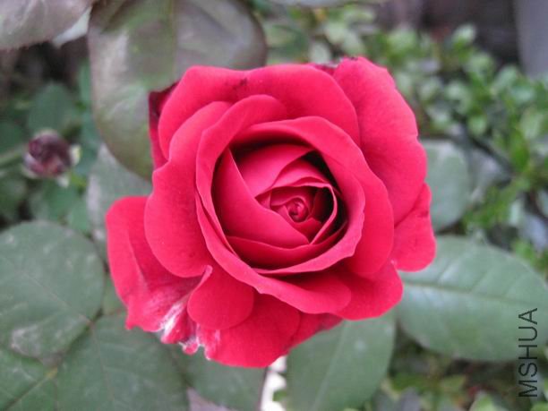 ��Ƭ 029.jpg
