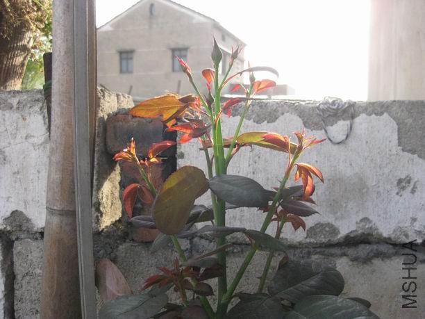 ��Ƭ 033.jpg