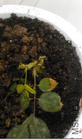 �³���������Ҷ�������ˣ�