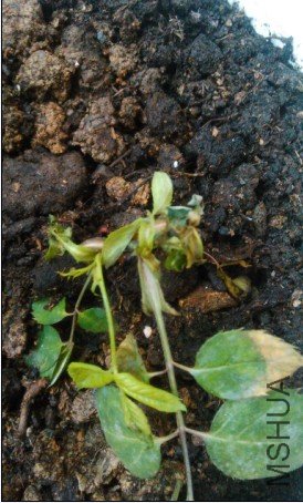 �����ֵ�