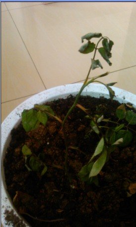 �͵�Ҳ����