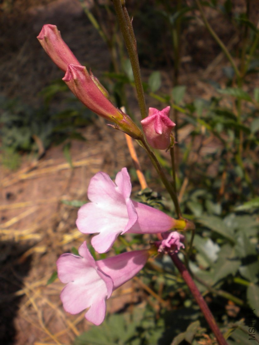 DSCN1951.jpg