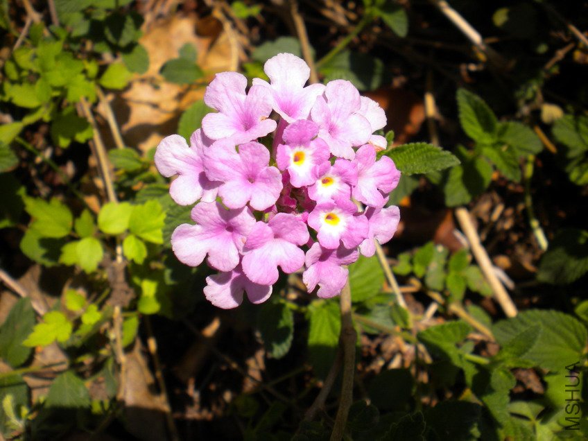 DSCN2140.jpg