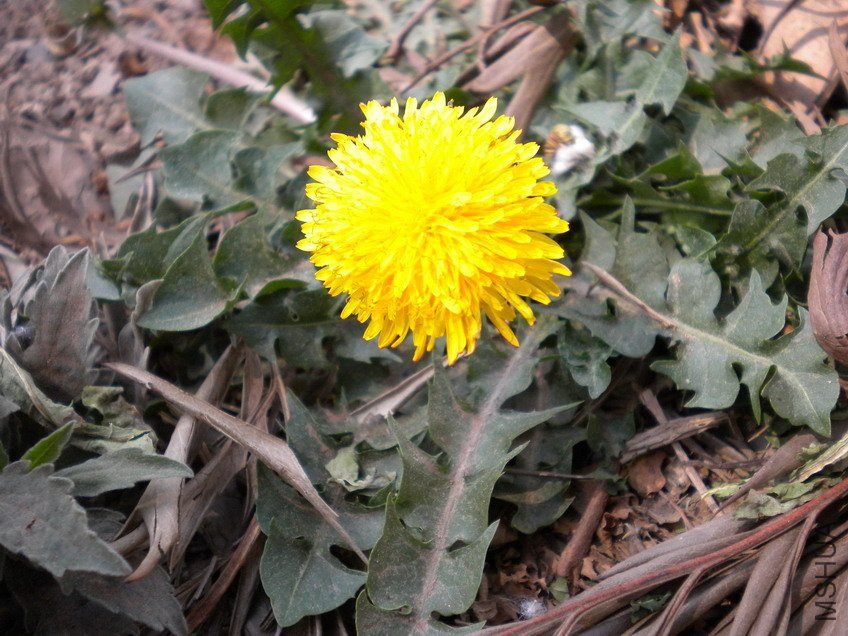 DSCN1957.jpg