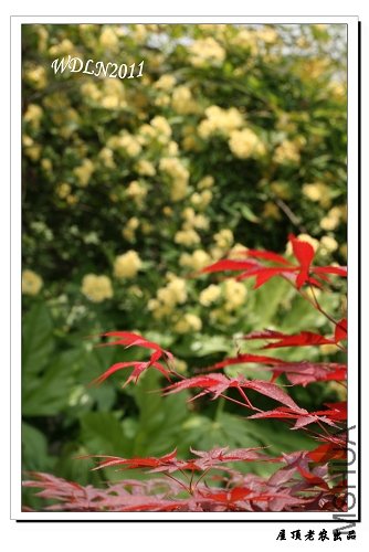 �����ľ��