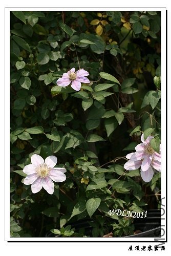 ���������۷�֮��