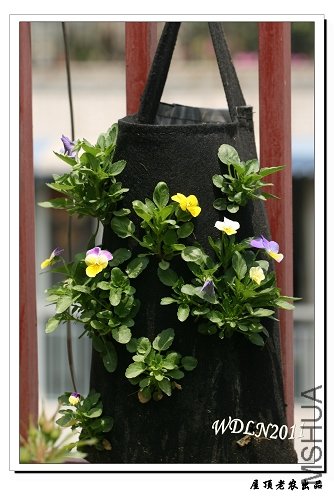 ��ֲ����ʲôʱ���ܹ������ƽ�