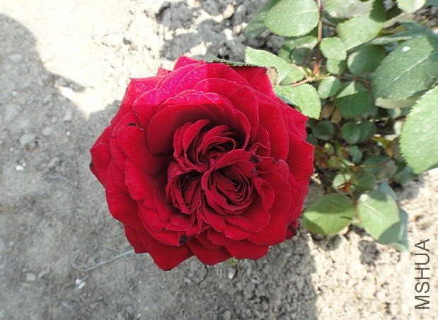 ÷�ʿں�.JPG