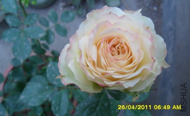 VMY$[ZHI}33A3B(U[SSSSVB.jpg