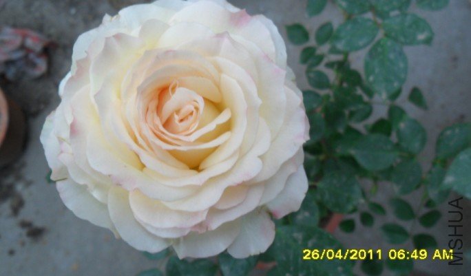 CLML@I__A06~WY}$ZETQH8B.jpg