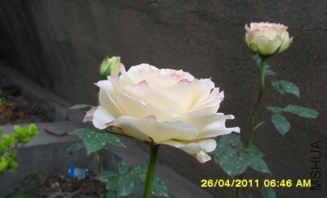 WA016(VSUY2_RXSE9_G65XE.jpg