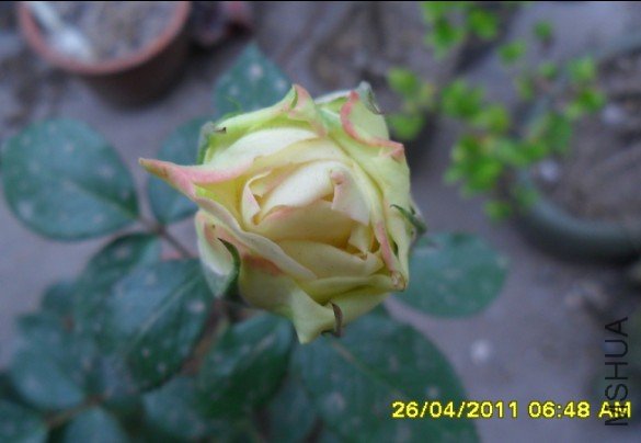U6N93E(4@X36Y)%{`@X`[C2.jpg