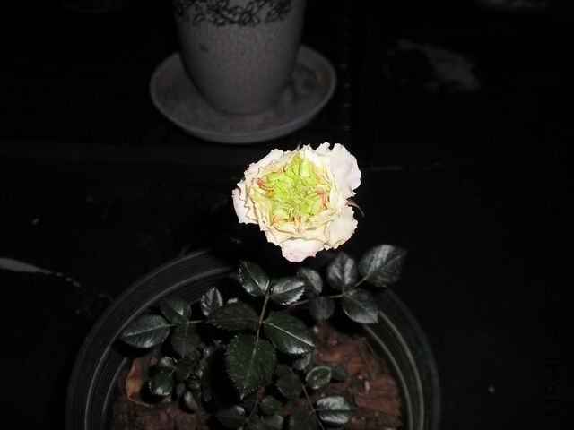 ������С P1010001.JPG