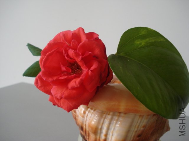 DSC05121.JPG