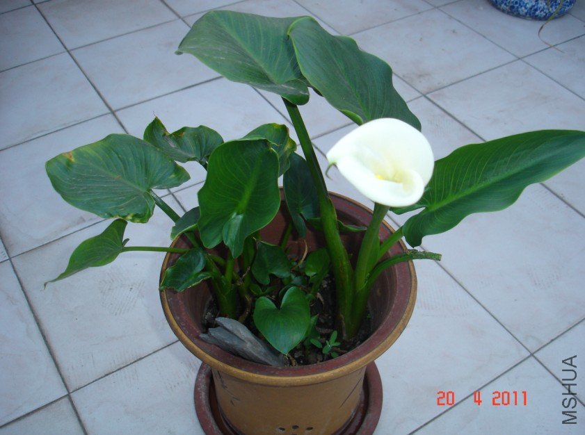 ������20110420 1.JPG