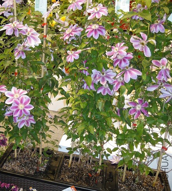 ��Խ10���磬��13�����绨�������ĵ���Ƭ