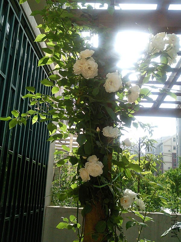 SNC00334+.jpg