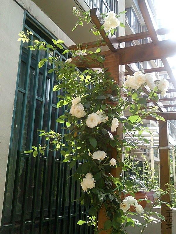 SNC00332+.jpg