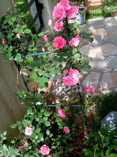 SNC00329+.jpg