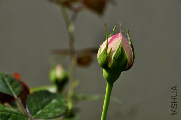 _DSC0106+.jpg