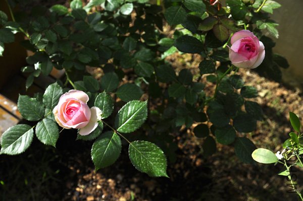 _DSC0144+.jpg