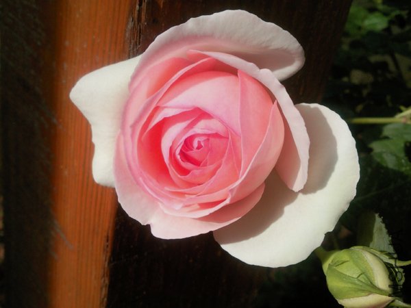 SNC00325+.jpg