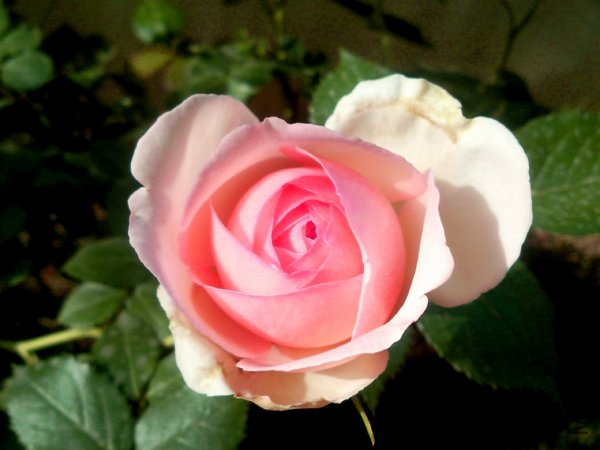 SNC00326+.jpg